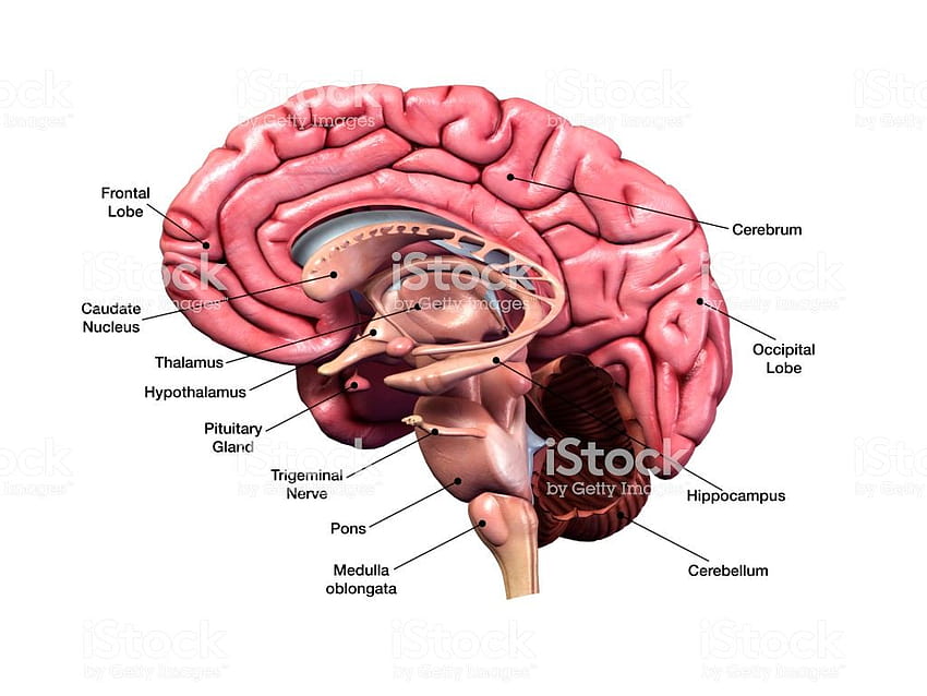 Sagittal Section Of Human Brain With Labeled Parts Stock HD wallpaper