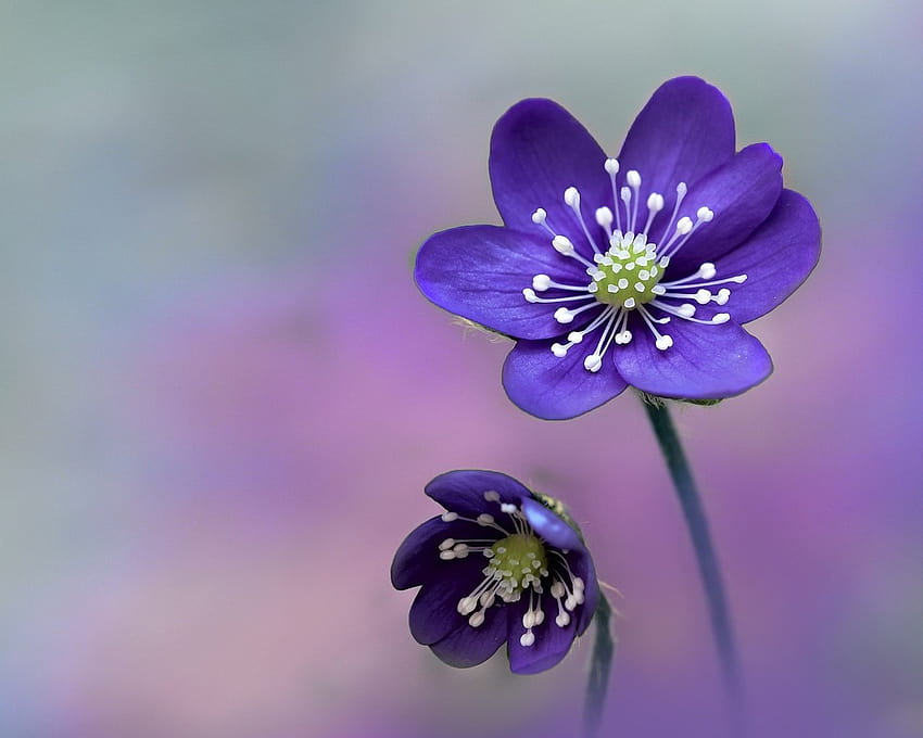 Скачать обои цветы, анемона, фиолетовые цветы, ветреница, печёночница разрешение 1280x10 24, fleurs de pechenocna Fond d'écran HD