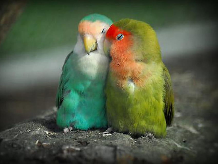 Love Birds Beautiful & Backgrou, 러브버드 HD 월페이퍼