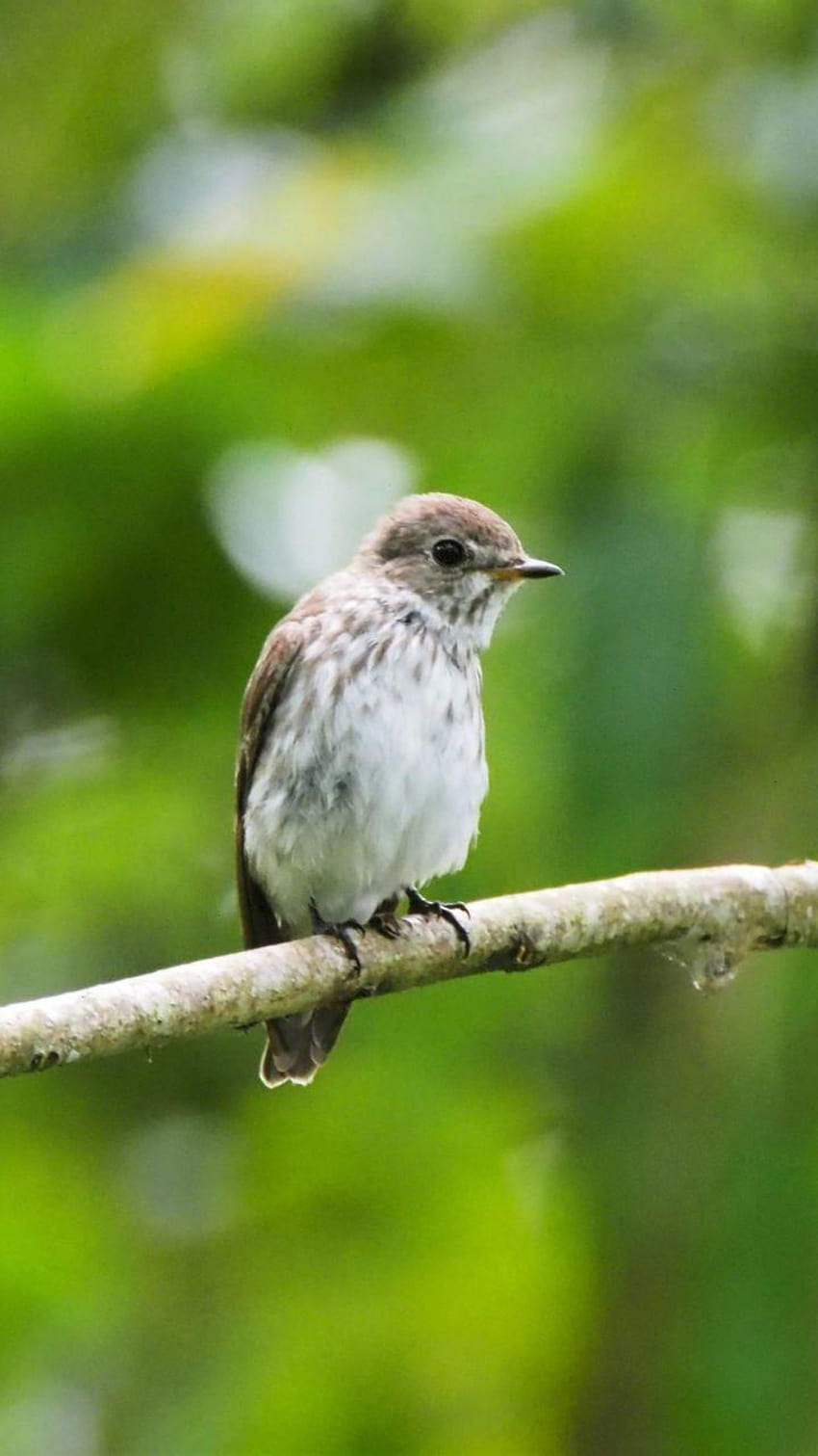 Cute, small bird, blur, sit, 720x1280, extinct birds HD phone wallpaper