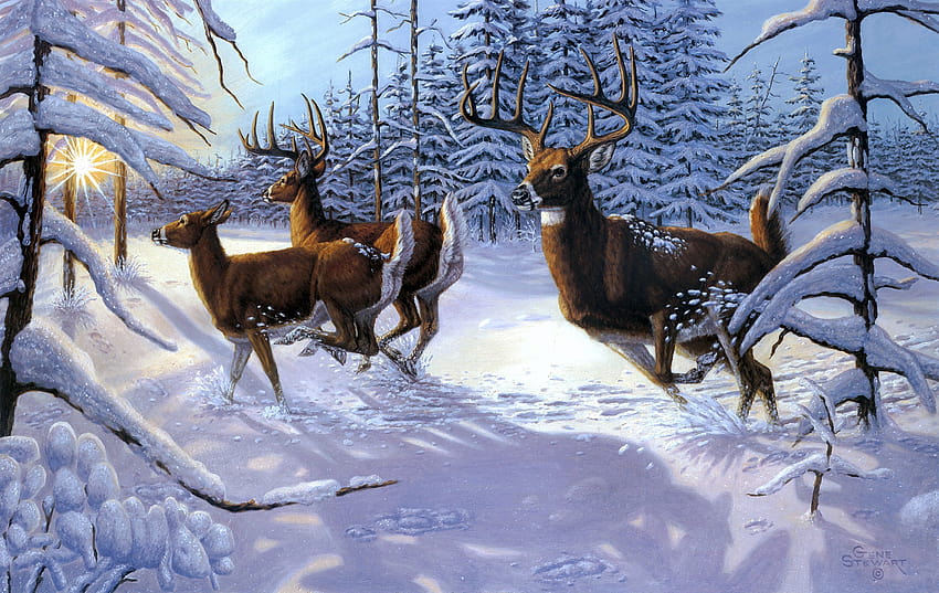 Gene Stewart Winter sow forst deer, winter deers HD wallpaper