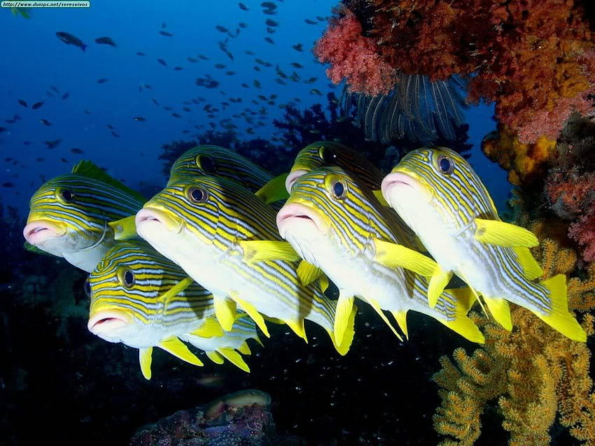 Ikan Laut HD wallpaper