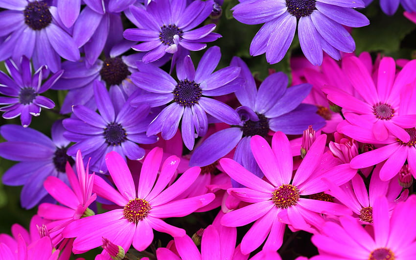 purple aster, macro, beautiful flowers, purple flowers, asters, Osteospermum with resolution 3840x2400. High Quality HD wallpaper