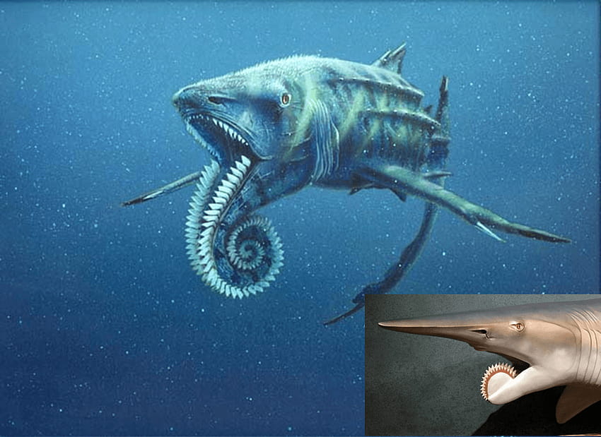 Helicoprion, a prehistoric shark. WTH.. never heard of this guy HD wallpaper