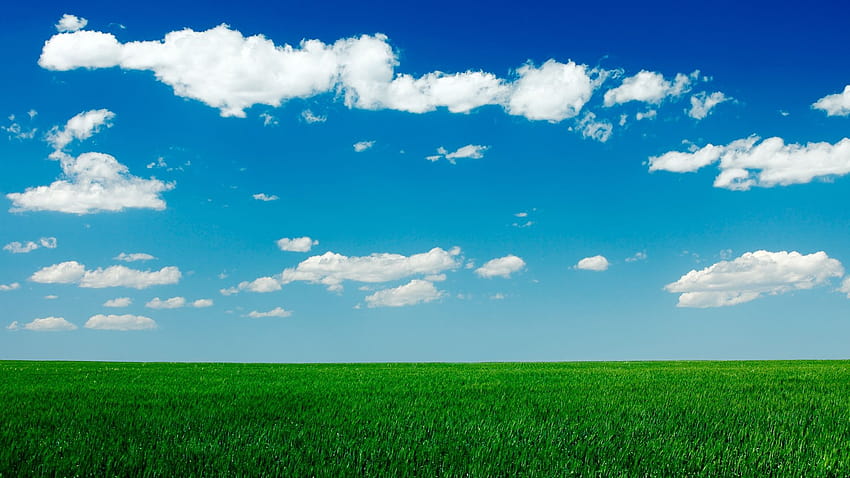 Чисто синьо небе Зелено тревно поле, полска небесна трева HD тапет