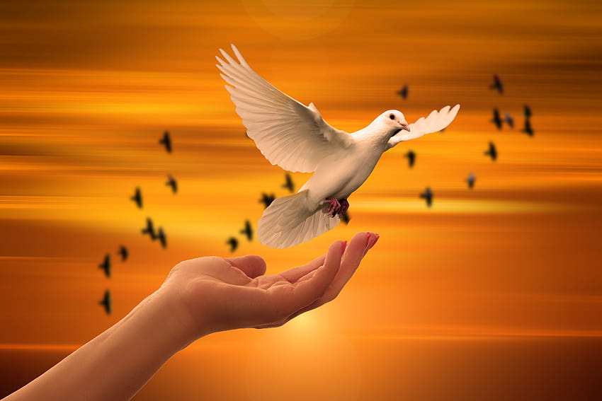 Dove Bird Flying Away, Vögel, Hintergründe und fliegende Vögel HD-Hintergrundbild