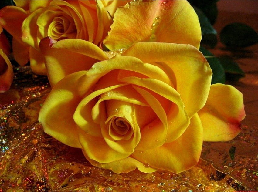Yellow Rose Flowers graphy Flower Full Size, fiori 3d a schermo intero Sfondo HD