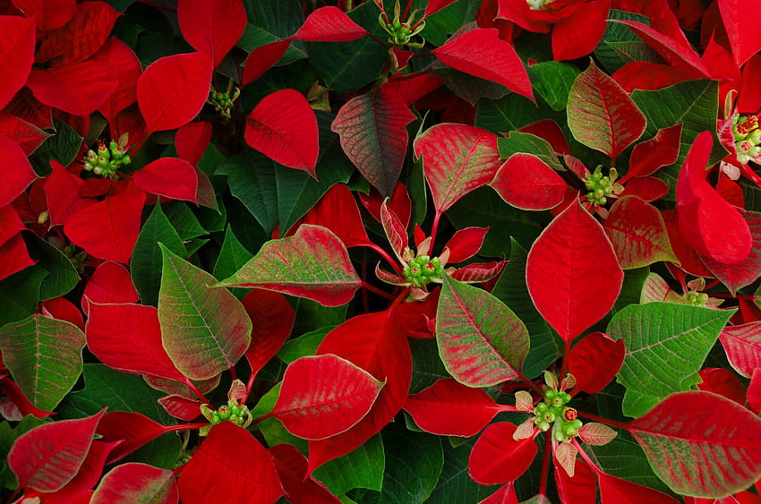25 Best Christmas Plants, merry christmas flowers HD wallpaper