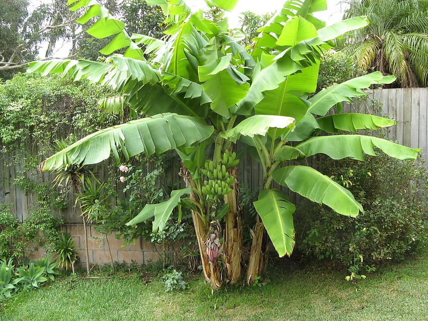 Banana Plant Banana plants [1600x1200, banana tree HD wallpaper