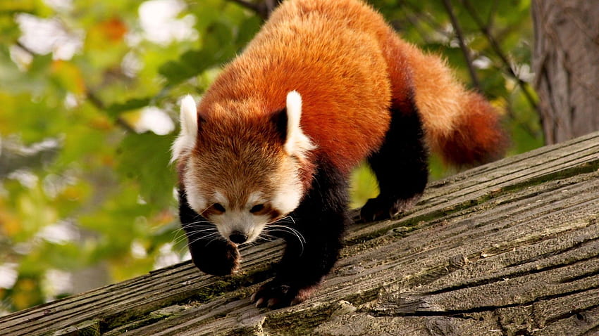 Red Panda, animal, nature, branch, green, fur, wild, Animals HD wallpaper |  Pxfuel