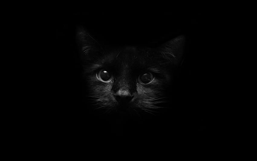 Aesthetic Black Cat, aesthetic cat HD wallpaper