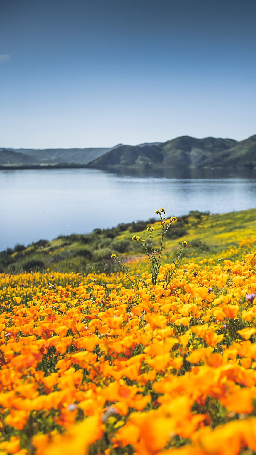 of the Month – Spring Wildflowers, spring california HD phone wallpaper