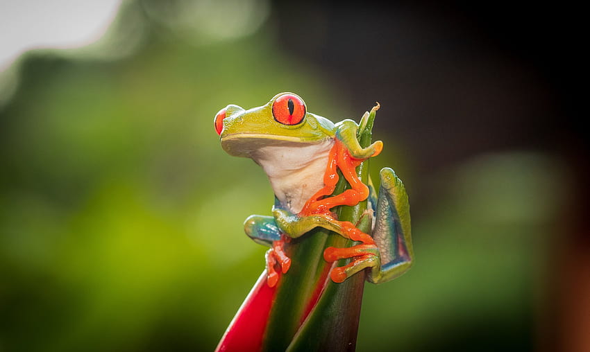 Red Eye Tree Frog, zwierzęta, tła i zielona żaba Tapeta HD