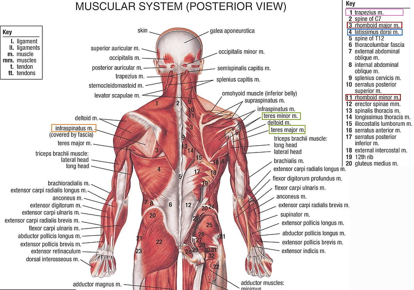 muscular, System / and Mobile Backgrounds, muscular system HD wallpaper