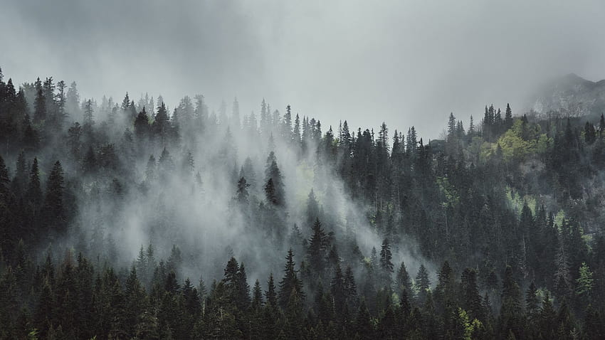 bosque de niebla lluviosa fondo de pantalla