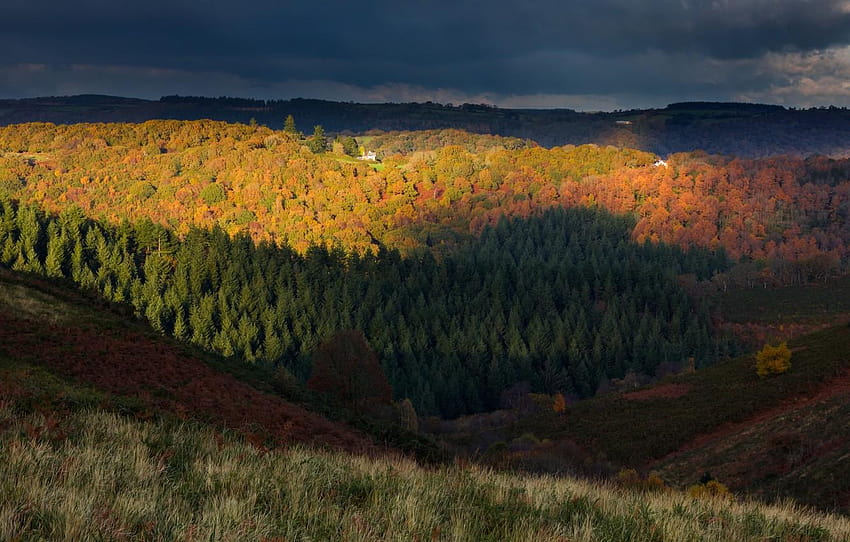 autumn, forest, the sky, trees, clouds, hills, dartmoor forest trees HD wallpaper