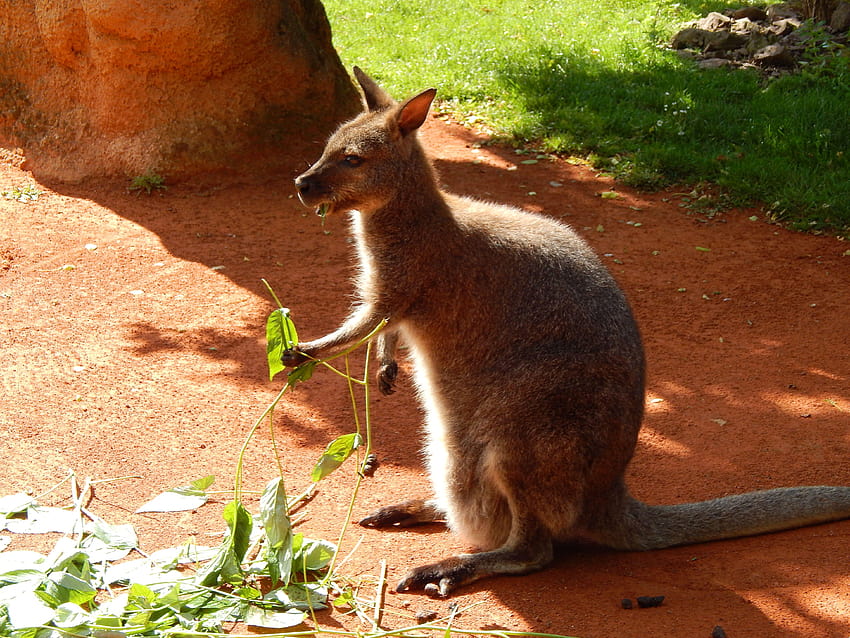 Kangaroo Ultra and Backgrounds, wallaby HD wallpaper