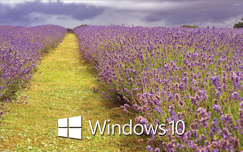 Windows 10 white text logo over the lavender field, crop over HD wallpaper