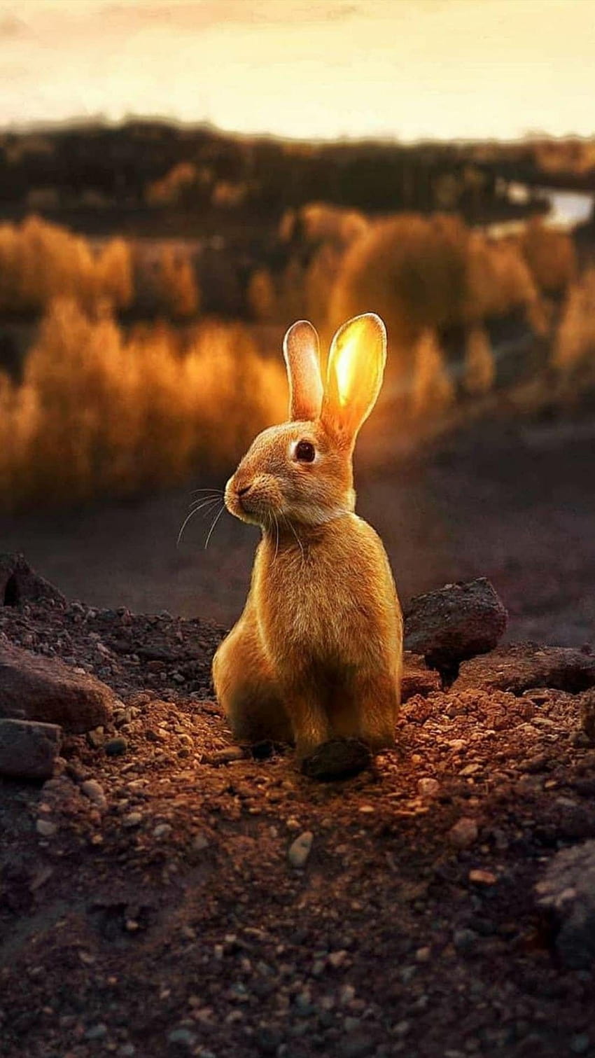 Coniglietto carino, coniglietto marrone Sfondo del telefono HD