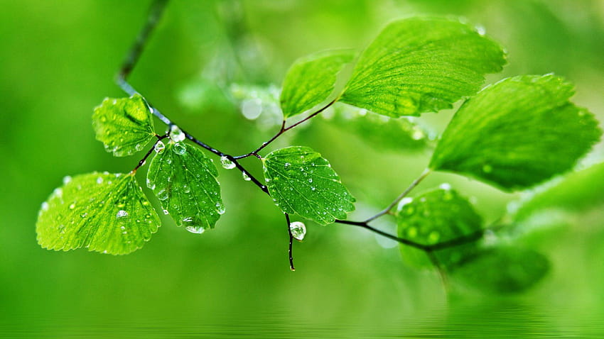 Vegetazione in pioggia lussureggiante, natura 3d Sfondo HD