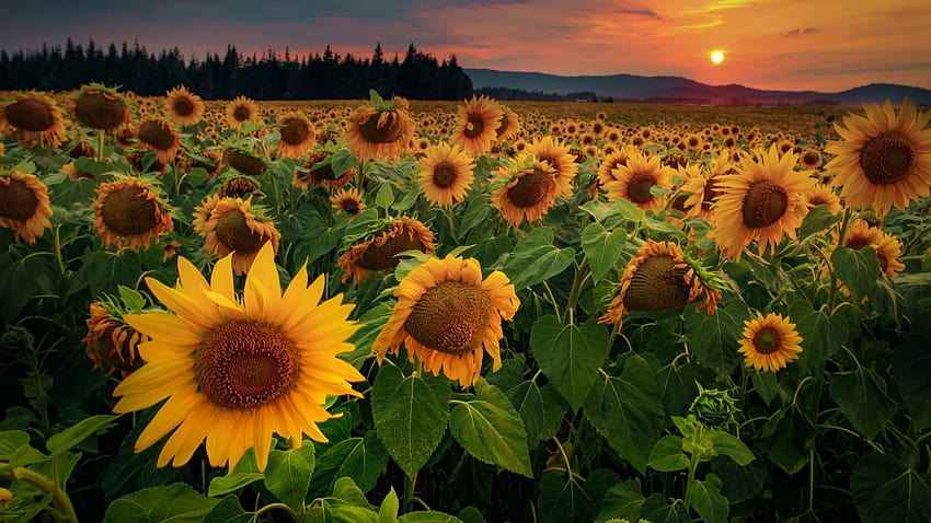 1920x1080 sunflowers, flowers, field, forest, sunflowers flowers field ...