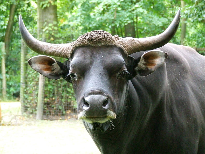 Banteng bull » Rotterdam Zoo Gallery HD wallpaper