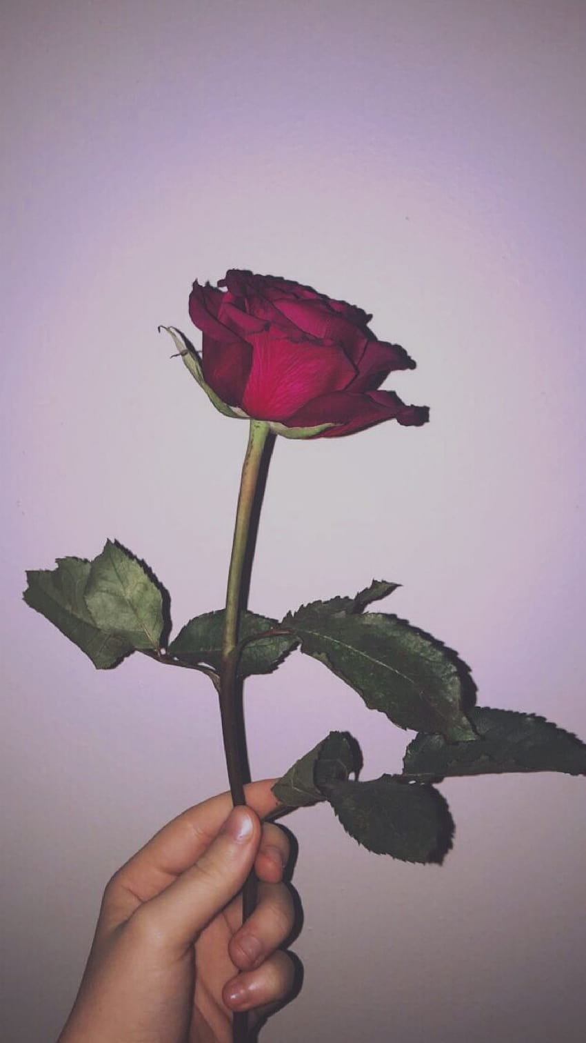 Aesthetic Rose posted by Zoey Sellers, aesthetics flower grunge HD phone wallpaper