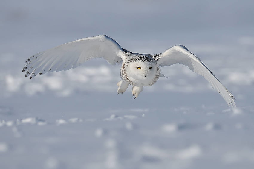 animal snowy owl HD wallpaper