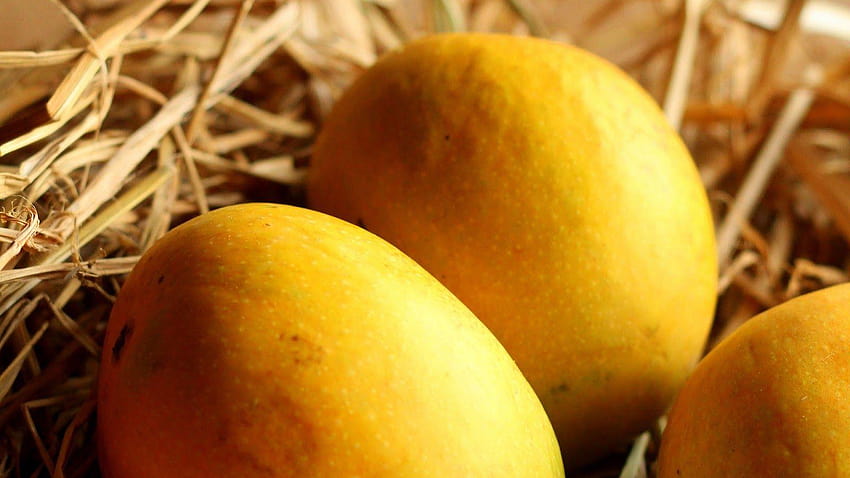El árbol de mango, árbol de mango alfanso lleno fondo de pantalla
