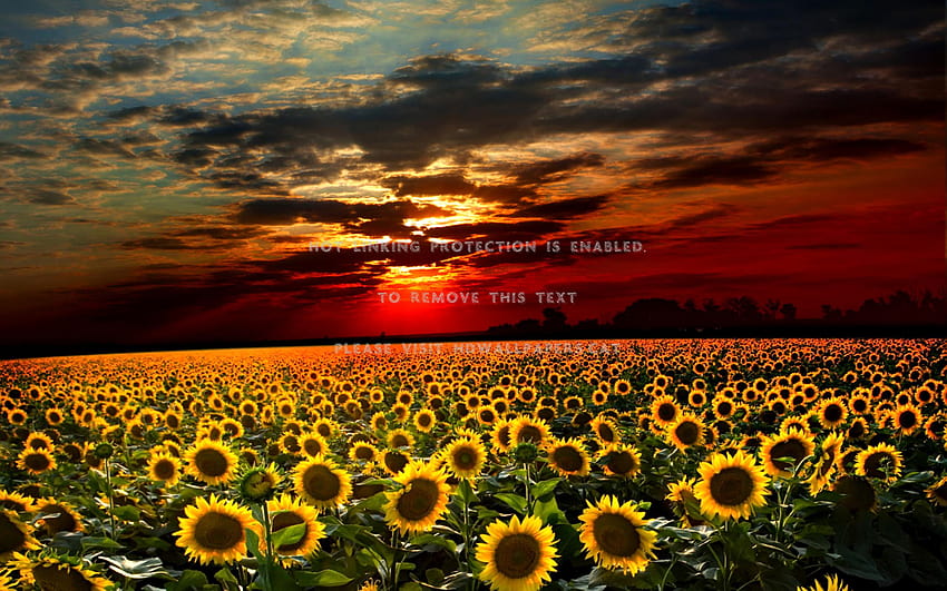 sunflowers field view of lovely red yellow, lovely sunflowers HD wallpaper