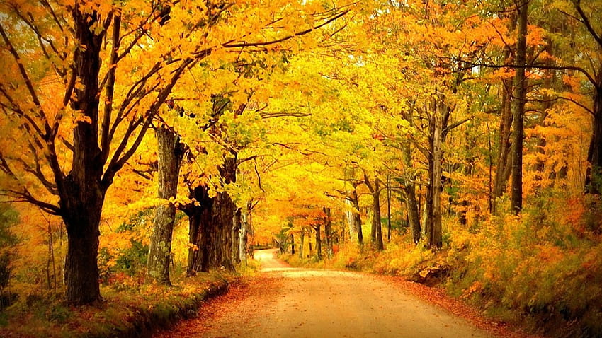 1366x768 Japan Autumn desktop PC and Mac wallpaper