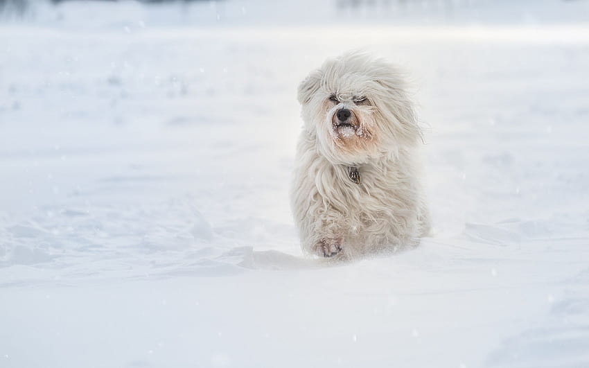 1920x1200 Havanese Running In Sbow Resolution , Backgrounds, and HD wallpaper