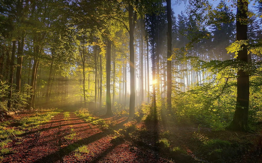 1920x1200 Wald, Bäume, Sonnenstrahlen, r, Grün, Entspannend, Sonnenstrahlen durch Waldbäume HD-Hintergrundbild