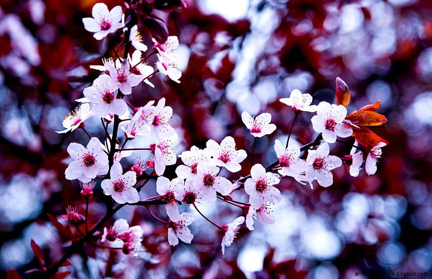 이른 봄 꽃, 첫 봄 꽃 HD 월페이퍼