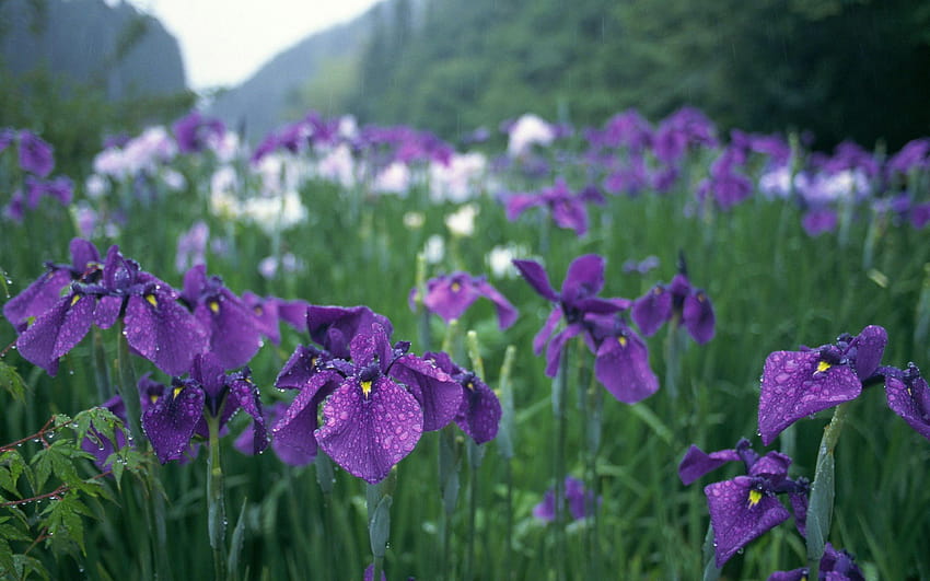 Purple Iris flower field, purple irises HD wallpaper