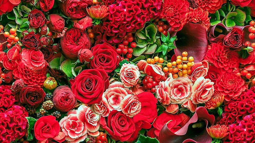 Bunga: Bunga Kuning Tanaman Bunga Alam Merah Putih Warna Merah Muda, cantik untuk layar penuh Wallpaper HD