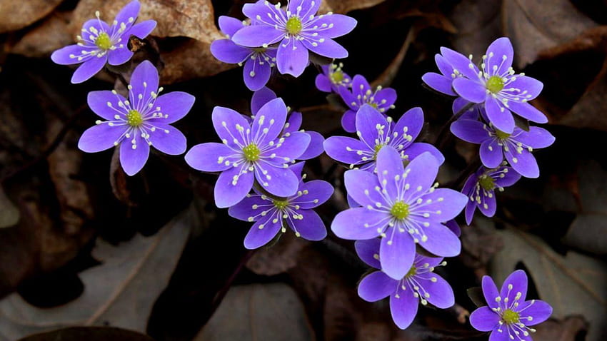 Flowers Lovely Flowers, lovely lilacs HD wallpaper