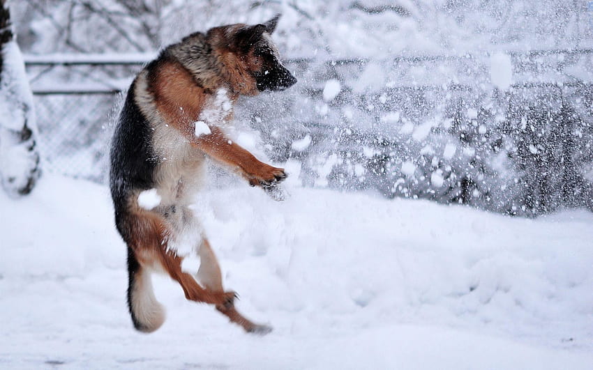 chiens, humeur, hiver, neige, flocons de neige, cool, animaux de neige de fond Fond d'écran HD
