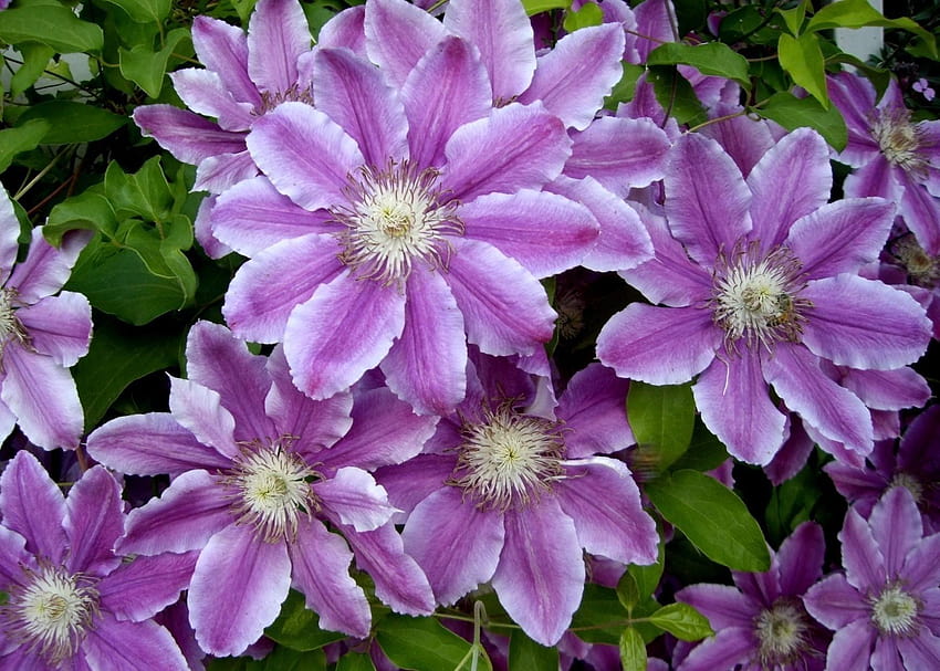 Purple Clematis and Backgrounds, clematis flower HD wallpaper