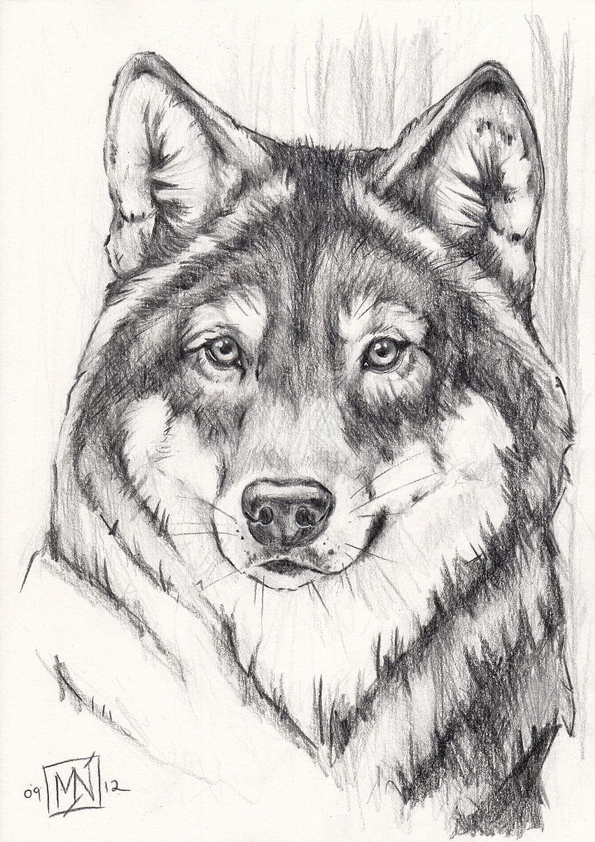 Grey wolf, wolf pencil drawings HD phone wallpaper