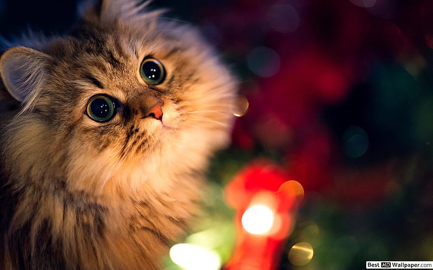 Adorable fur ball cat with fairy lights backgrounds HD wallpaper