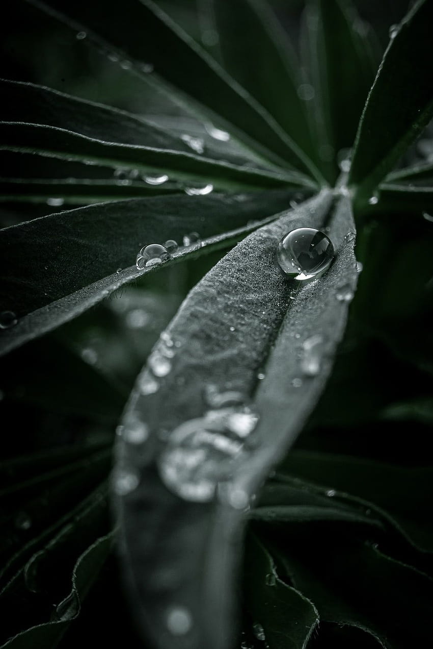 Gotas de agua en una hoja, hojas con gotas de agua fondo de pantalla del teléfono