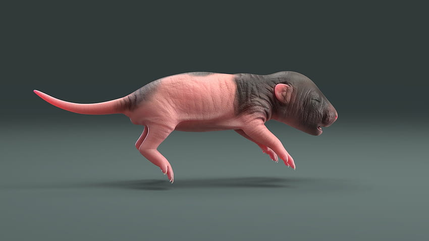 Rat Baby Newborn Spotted, baby rats HD wallpaper
