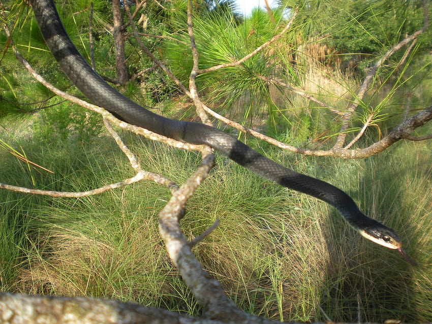 Corkscrew Swamp Sanctuary Critter della settimana: Black Racer Snake Sfondo HD