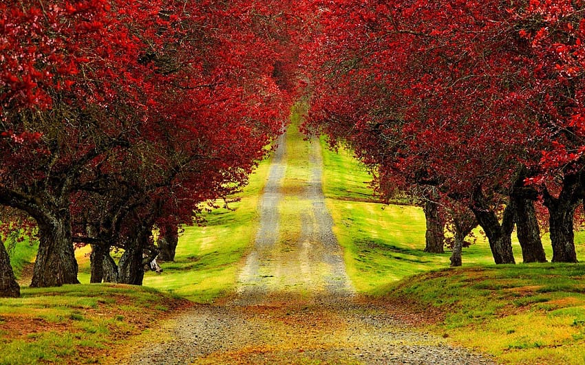 道路、赤い木、自然 高画質の壁紙