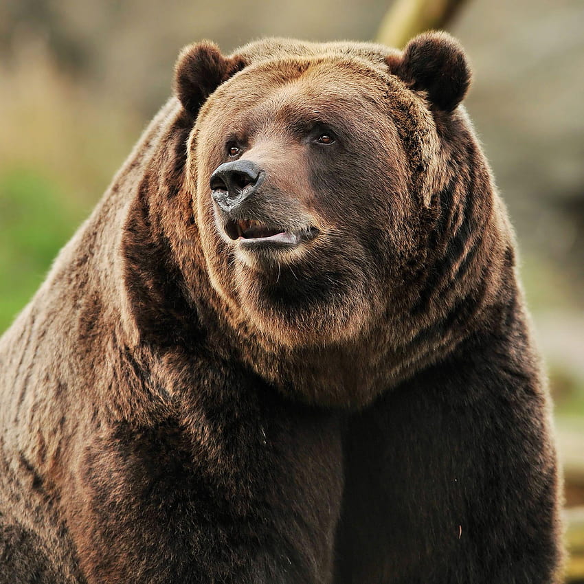 Grizzly Bear Portrait / iPad, grizzly bear backgrounds HD phone wallpaper