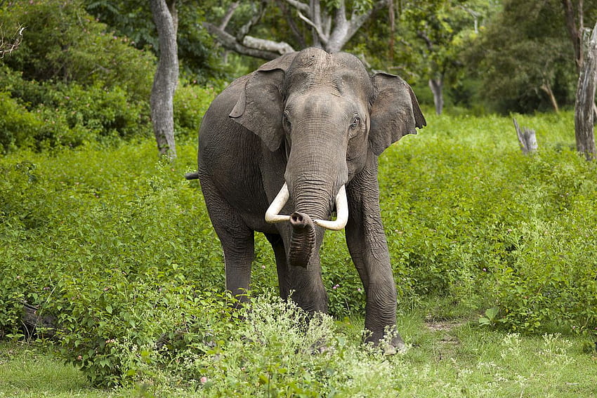 Gajah Asia , Hewan, Gajah Asia HQ, gajah Wallpaper HD