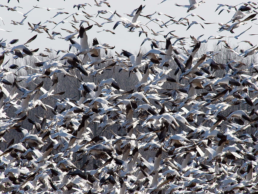 Май е за миграцията: 5 милиарда птици летят на север, прелетни птици HD тапет