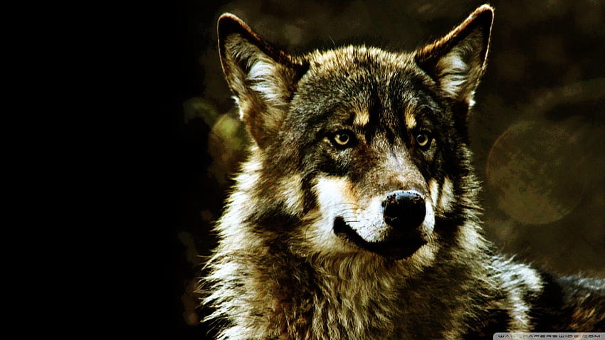 Cool Wolf Backgrounds, running wolf HD wallpaper