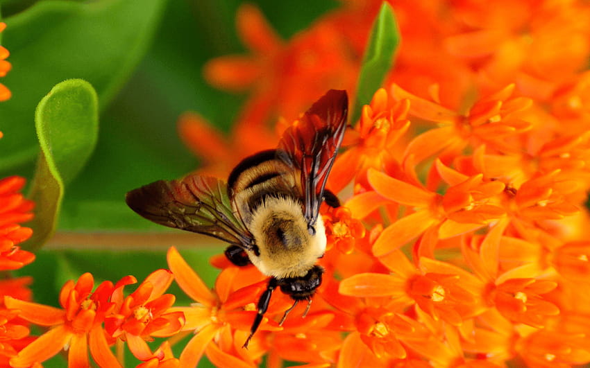 на земни пчели, оранжева и черна земна пчела HD тапет